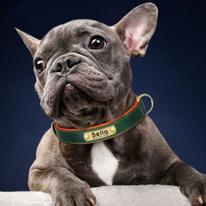 COLLARS & LEADS