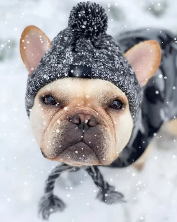 Winter Kitting Gog Hat Pet Headgear Fashion Hair Balls Keep Warm Cat Hat High Quality - Image 2