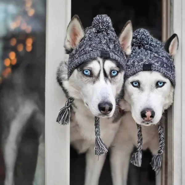 Winter Kitting Gog Hat Pet Headgear Fashion Hair Balls Keep Warm Cat Hat High Quality - Image 4