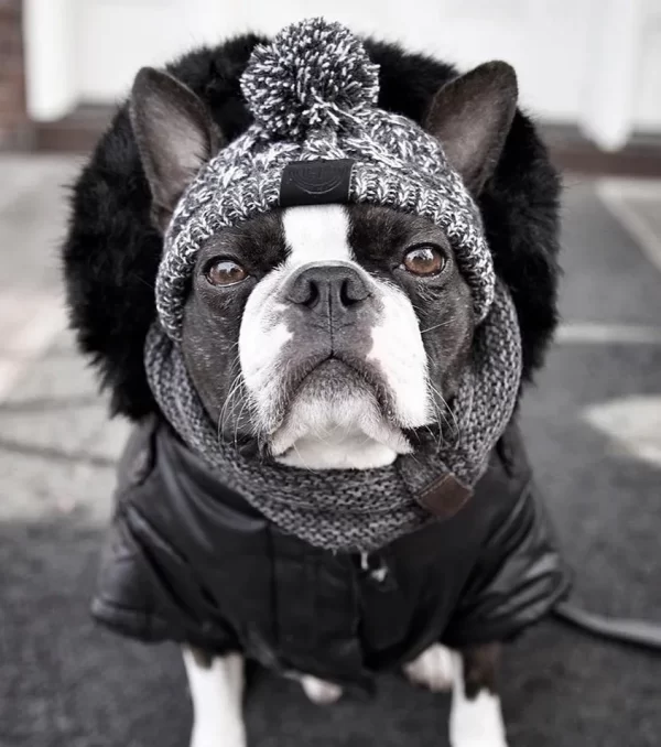 Winter Kitting Gog Hat Pet Headgear Fashion Hair Balls Keep Warm Cat Hat High Quality